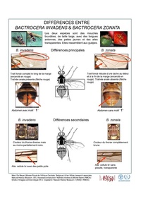 Outil de différenciation de Bactrocera invadens et Bactrocera zonata 